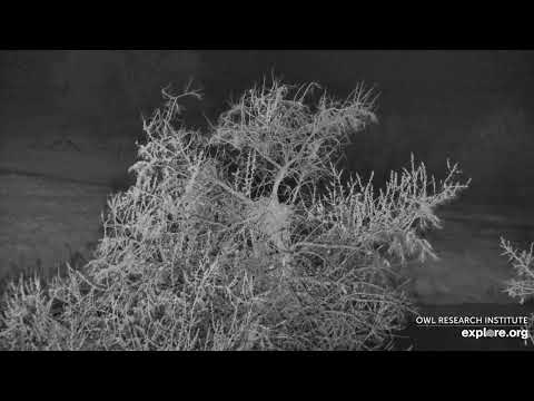 Great-horned Owl @Roger's Place - 5/25/2022 - Mom and Dad come to check little one