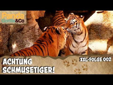 XXL-Valentinstag-Spezial: Bei den Tigern im Zoo ist Liebe Programm | Panda, Gorilla & Co.