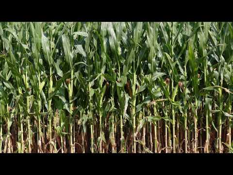 K375 Design Team - Nature Scene 2