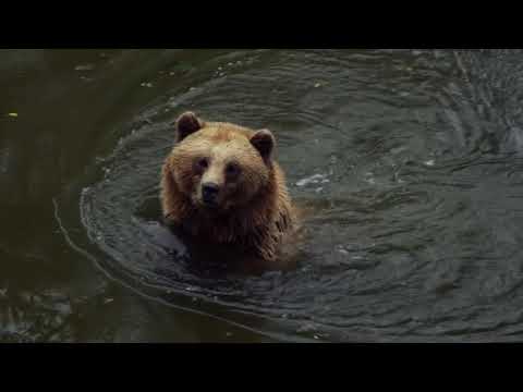 Brown Bear   Bear Nature and water   2021😀😀😀