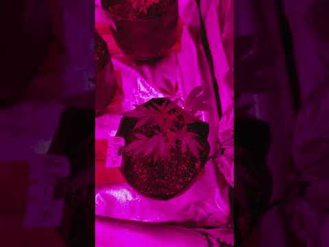 CALIFORNIA PROP 215. MEDICAL CANNABIS