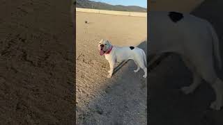 American Bulldog Puppies Videos