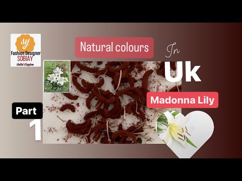 Natural colour , #madonna  #lily #flowers #natural  #sobiay06 #sobiayfashion #colors