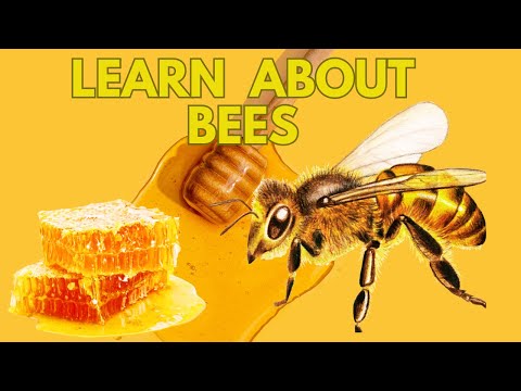 All About Bees: Nature's Little Helpers 🐝
