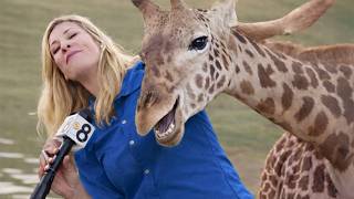 When Animals Ruining Serious News That Turned Into Uncontrollable Laughter 😂
