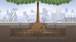 ROOT Growth Animation Video