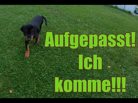 Aus dem Leben eines Jagdhundes - die ersten Wochen mit Bene | T-Hunting