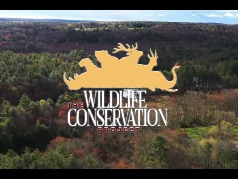 Forest Thunder: The Eastern Wild Turkey