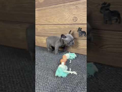 Video 4