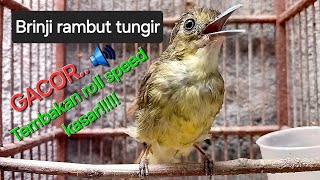 Download lagu Burung Brinji rambut tungir jantan Gacor ngeroling nbebet Masteran panjang Paling banyak dicari mp3 Download lagu Burung Brinji rambut tungir jantan Gacor ngeroling nbebet Masteran panjang Paling banyak dicari mp3