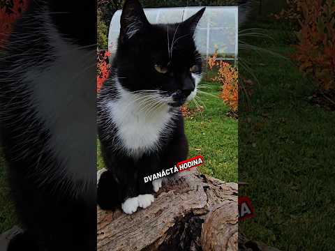 Dvanáctá hodina odbila já čekám na toho debila! 🥰#cat #funny#protebe#humor#viral#for#fyp#love#cute