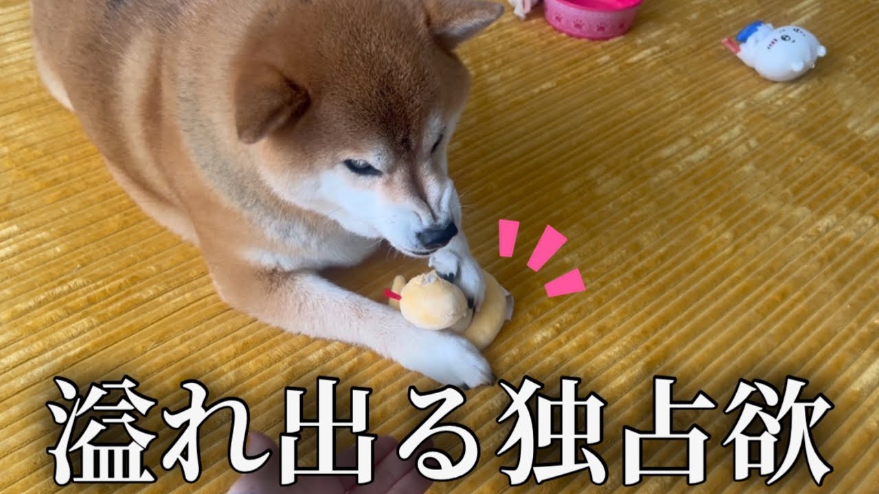 【ムキ顔】独占欲溢れる柴犬に新しいオモチャを与えてみた