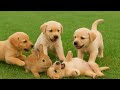 Cute Baby Puppies Playing Happily With Rabbit Relaxing Dog Sounds Joyful Moments