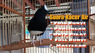 Download lagu Suara Burung Kacer Air (Meninting) Full Bersuara mp3 Download lagu Suara Burung Kacer Air (Meninting) Full Bersuara mp3