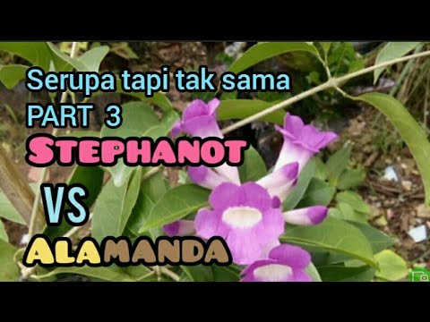 , title : 'Bunga STEPHANOT vs ALAMANDA'