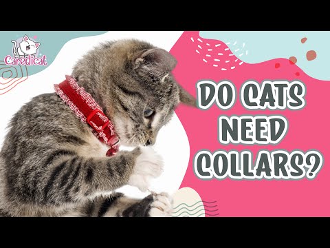 Do Cats Need Collars? 😼 Should I Put A Collar On My Cat? 🐈 Cat Collar Pros And Cons 🐾 #shorts