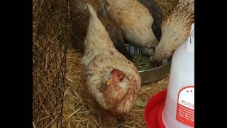 How to Introduce New Chickens - In the Winter!  Part 1