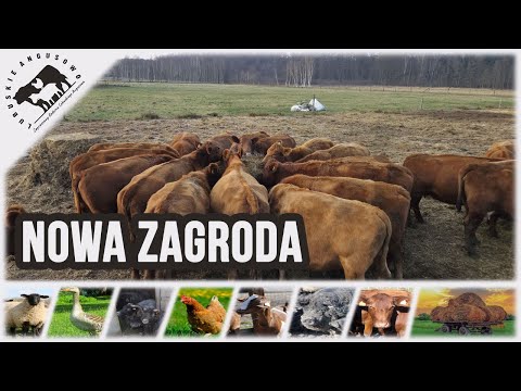 Lubuskie Angusowo - S8 E35 - New solutions on the farm. Important letter.