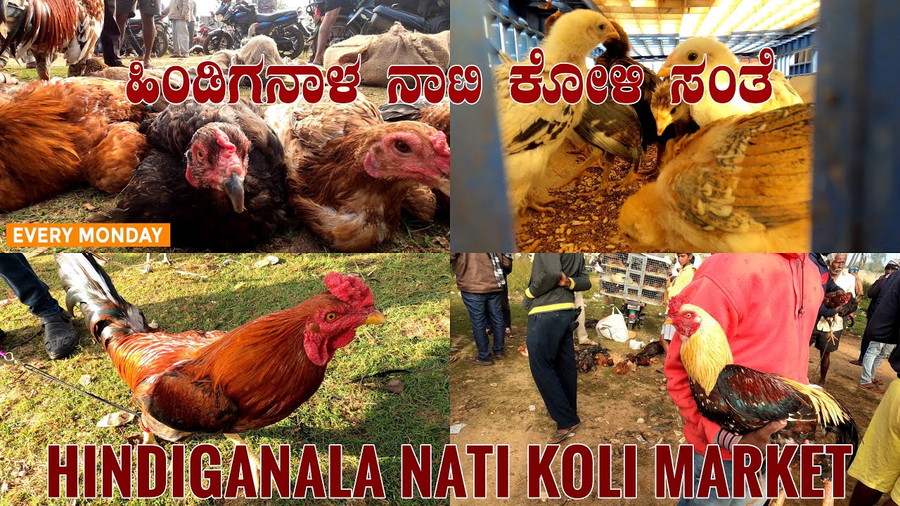Watch video Hindiganala NATI KOLI Weekly Market near H-Cross 25 km from Bangalore in Karnataka India Now Hindiganala NATI KOLI Weekly Market near H-Cross 25 km from Bangalore in Karnataka India