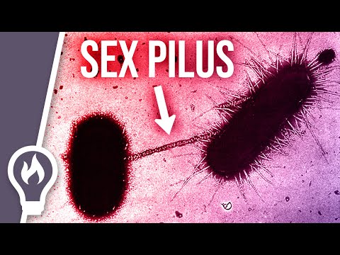 Why the sex pilus is so dangerous - horizontal gene transfer