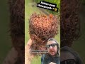 Meat Honey Is A Real Thing Bee Hive Food Reaction Tiktok Gross Insects Nature Fyp
