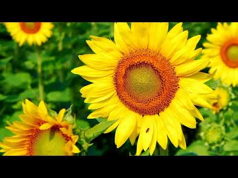 OPwekking 865 Hier zijn