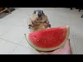 awesome sound when marmot eats watermelon