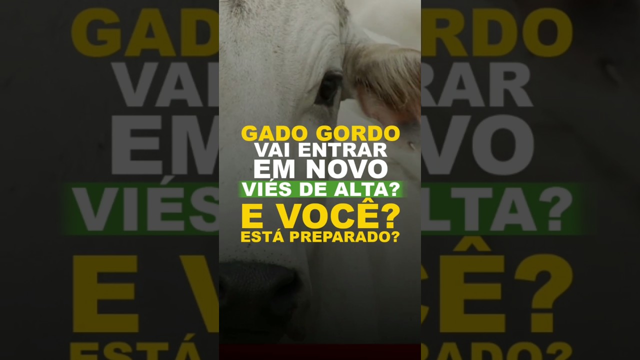 GADO GORDO VAI ENTRAR EM NOVO VIÉS DE ALTA? E VOCÊ? ESTÁ PREPARADO?
