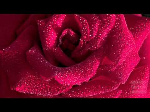 Wide Waters Flow -- Daniel Kobialka