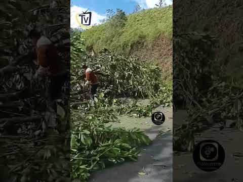 DAÑOS EN PALLATANGA POR VIENTOS INTENSOS.