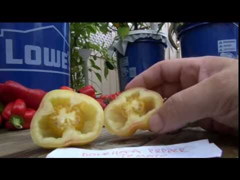 , title : '⟹ Douchoua Pepper Tomato, Solanum lycopersicum TASTE TEST AND REVIEW, HOLLOW #TOMATO'