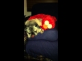 Hug Me Elmo Puts Pug To Sleep