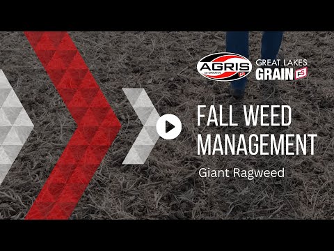 Fall Weed Management - Giant Ragweed