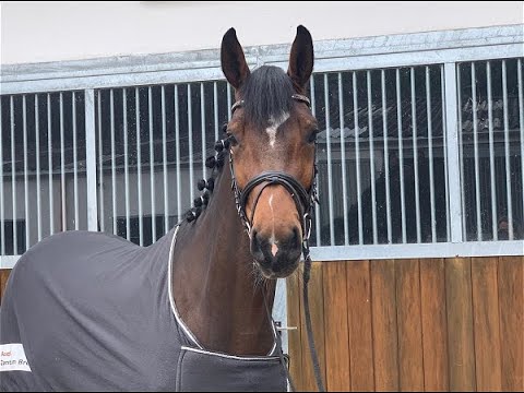 ELFE 4j. v. Erdinger - Davignon I   VB 15.000,- Euro