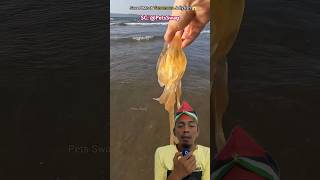 Download lagu UBUR-UBUR TERSERET KE PANTAI #jellyfish #beach #oceanrescue #fish #savetheocean #ocean mp3