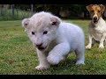 New Born White Lion Cub and Dogs Best Friends mp3