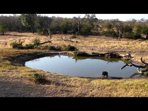 Djuma: Lone Warthog - 15:48 - 07/02/18