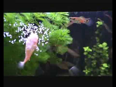 Reprodução de Corydoras