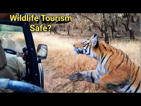 Wildlife Tourism Safe ? Tiger Attack On Gypsy At Jim Corbett National Park | Tiger Attacks On Human