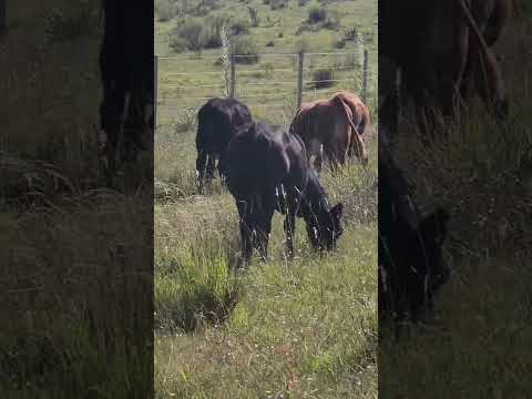 Video de YouTube - Campo en venta de 58 hectáreas ubicado en Migues, Solís Chico