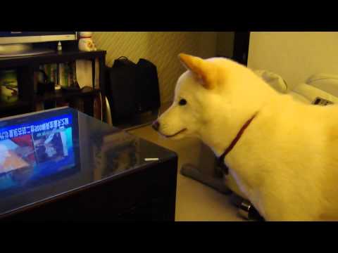 Woody ＆Mini 相處進展 （三）5/17 Mini 的測試(原發表者:Woody麻)(影片)