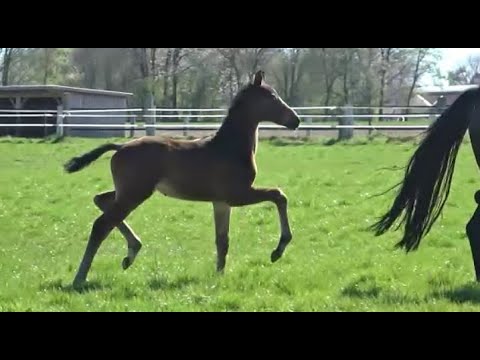 *2022 Hengst von Bon Vivaldi - Heinrich Heine SOLD!!!