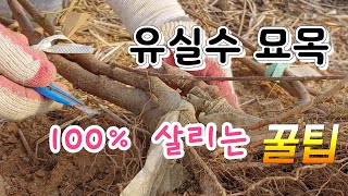 계절별 맛있는 과일 묘목 심기 , 묘목 100% 살리기 꿀팁