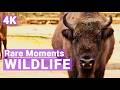 Wildlife Watching 4K Bison Snow Goat Onager Deer Moose
