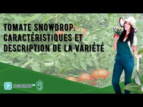 , title : 'Tomate Snowdrop: caractéristiques et description de la variété'