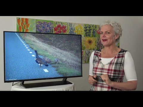 Fräulein Brehms Tierleben (Kurzfassung): Tetrao urogallus – Das Auerhuhn"