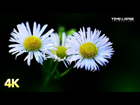 Matricaria | Flowers Booming | 4K Time lapse
