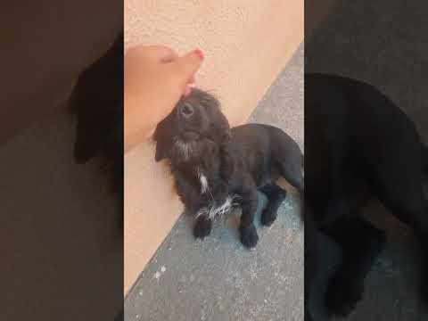 Vídeo de Ruby