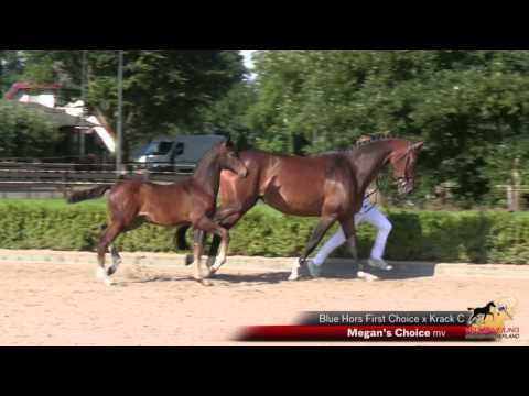 Megan's Choice (Blue Hors First Choice x Krack C)