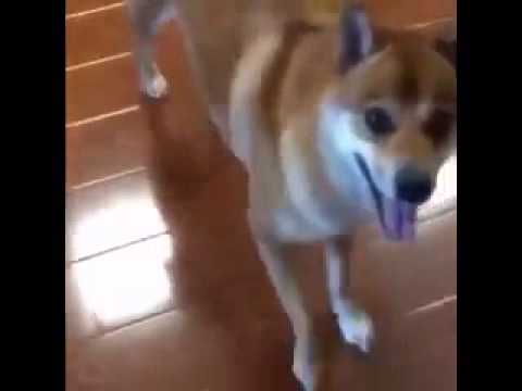 Doge gets down to unreeased Skrillex